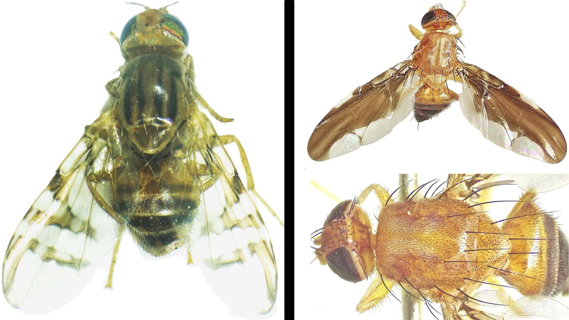 Innovative traps help scientists identify two new species of fruit flies in Himachal Pradesh